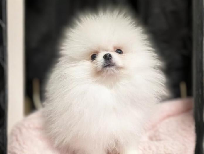 ポメラニアン(大阪府・男の子・2025/09/02・ホワイト)の子犬情報! | 片岡 寿子ブリーダー(774)