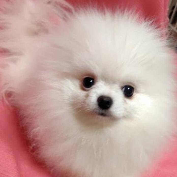 ポメラニアン(大阪府・男の子・2025/09/02・ホワイト)の子犬情報! | 片岡 寿子ブリーダー(774)