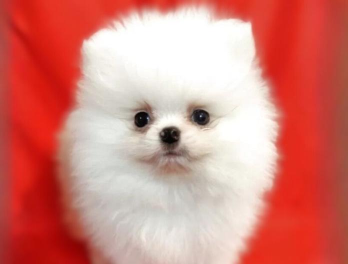 ポメラニアン(大阪府・男の子・2025/09/02・ホワイト)の子犬情報! | 片岡 寿子ブリーダー(775)