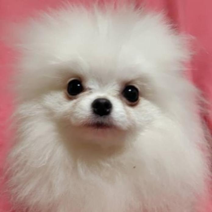 ポメラニアン(大阪府・男の子・2025/09/02・ホワイト)の子犬情報! | 片岡 寿子ブリーダー(775)