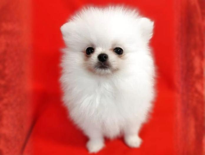 ポメラニアン(大阪府・男の子・2025/09/02・ホワイトクリーム)の子犬情報! | 片岡 寿子ブリーダー(776)