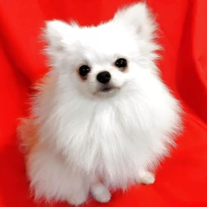 ポメラニアン(776)の子犬情報