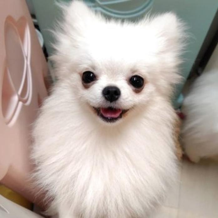 ポメラニアン(776)の子犬情報