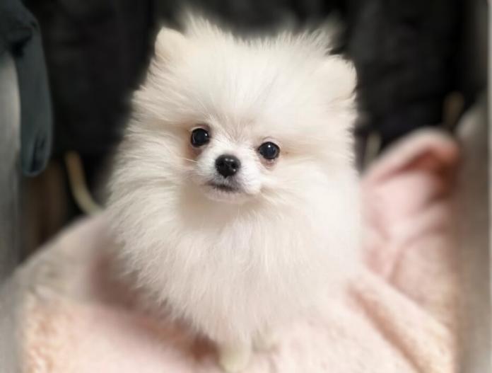 ポメラニアン(大阪府・男の子・2025/09/02・ホワイトクリーム)の子犬情報! | 片岡 寿子ブリーダー(776)