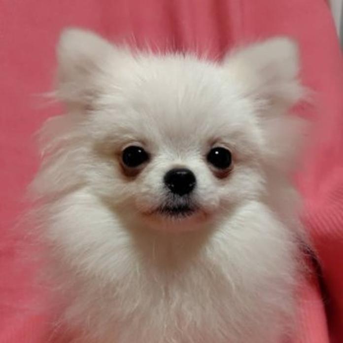 ポメラニアン(776)の子犬情報