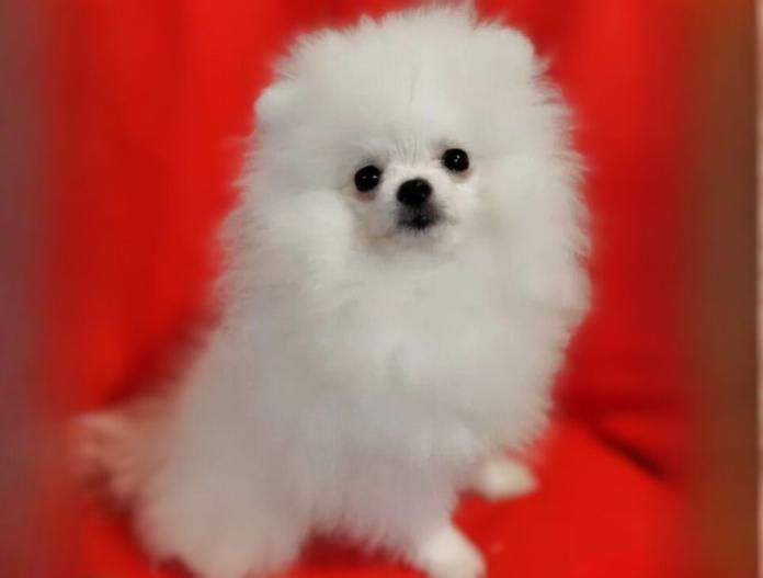 ポメラニアン(大阪府・女の子・2025/06/10・ホワイトクリーム)の子犬情報! | 片岡 寿子ブリーダー(777)