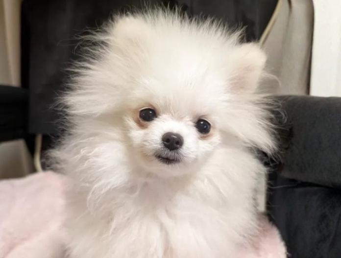 ポメラニアン(大阪府・女の子・2025/06/10・ホワイトクリーム)の子犬情報! | 片岡 寿子ブリーダー(777)