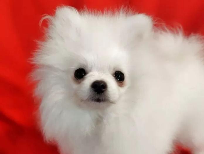 ポメラニアン(大阪府・女の子・2025/06/10・ホワイトクリーム)の子犬情報! | 片岡 寿子ブリーダー(778)