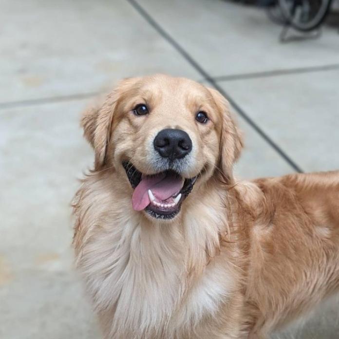 犬のプロフィール画像