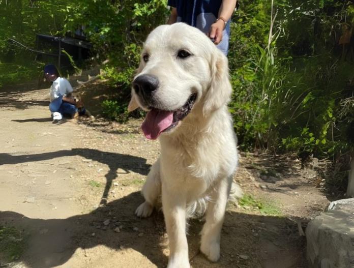 親犬のプロフィール画像