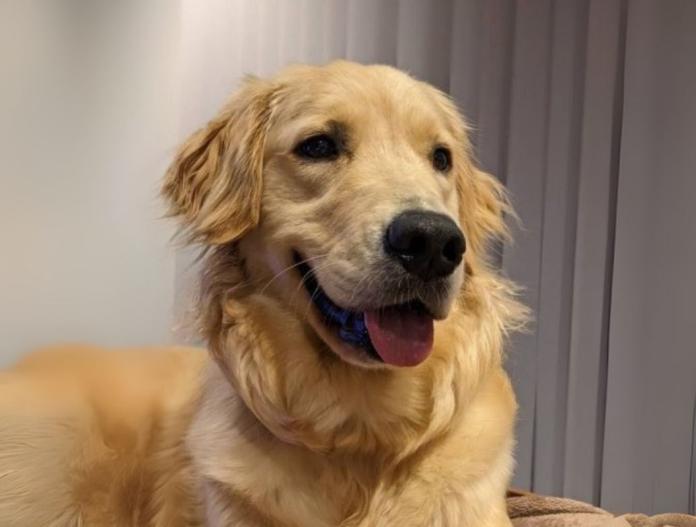親犬のプロフィール画像