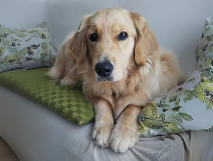 親犬のプロフィール画像