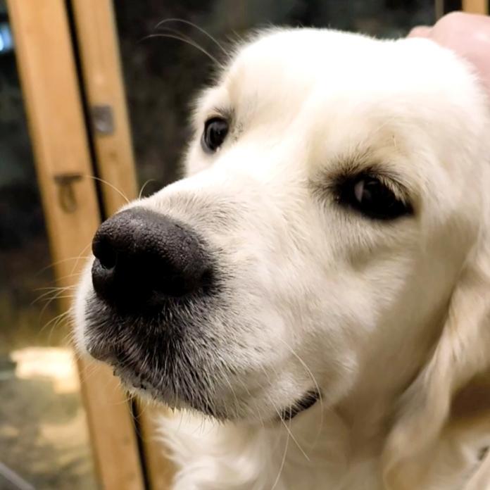 犬のプロフィール画像