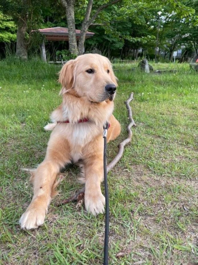 犬のプロフィール画像