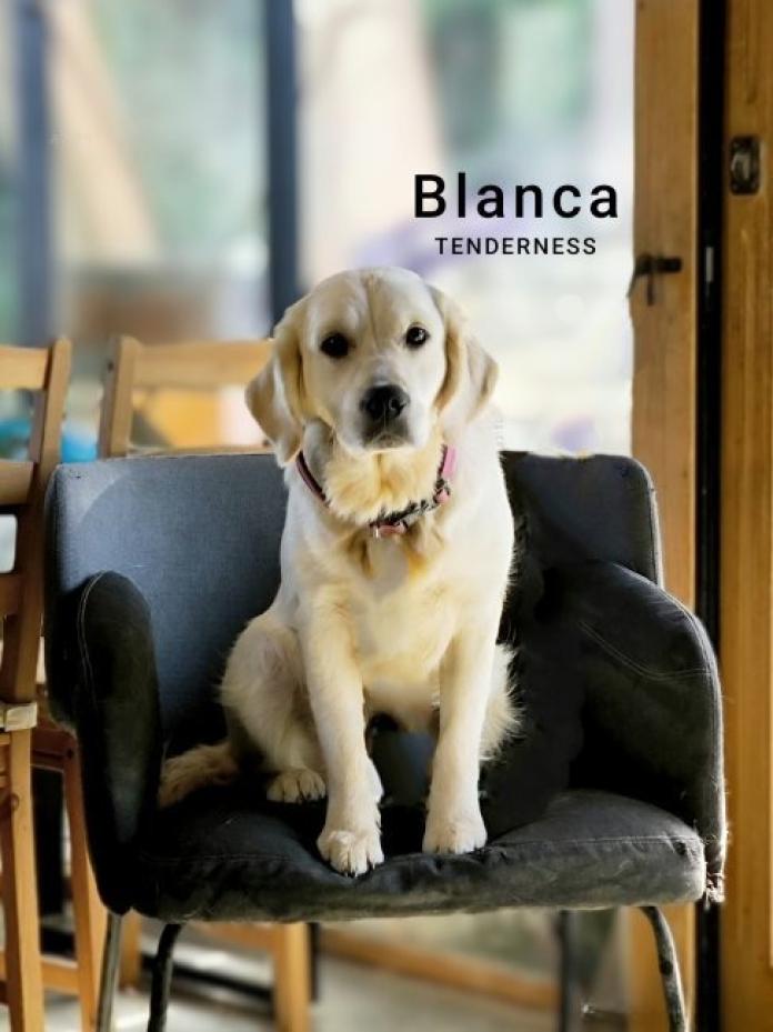 犬のプロフィール画像