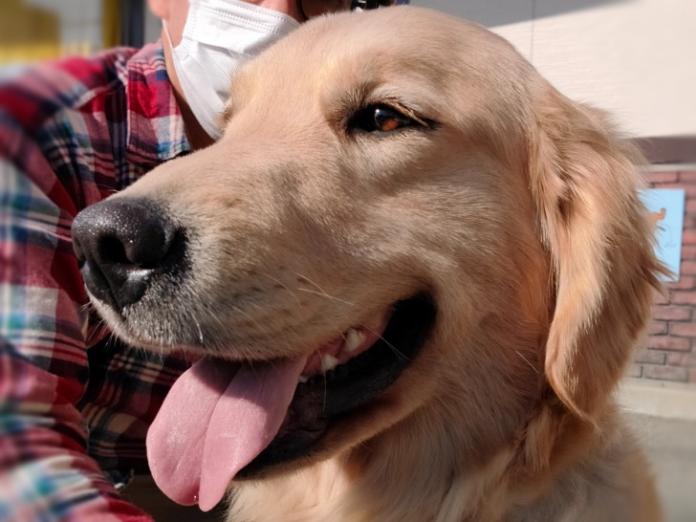 犬のプロフィール画像