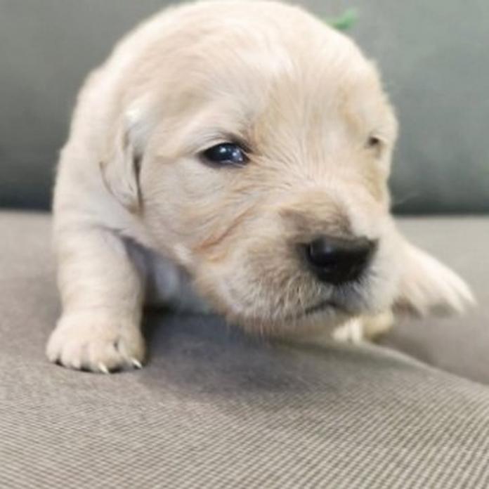 ゴールデンレトリバー(1611)の子犬情報