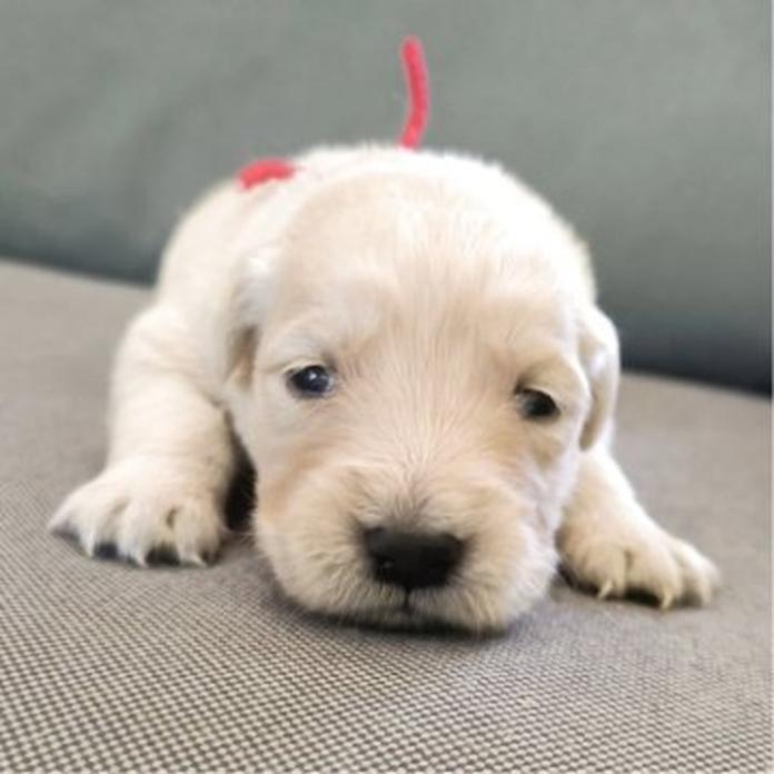 ゴールデンレトリバー(1612)の子犬情報