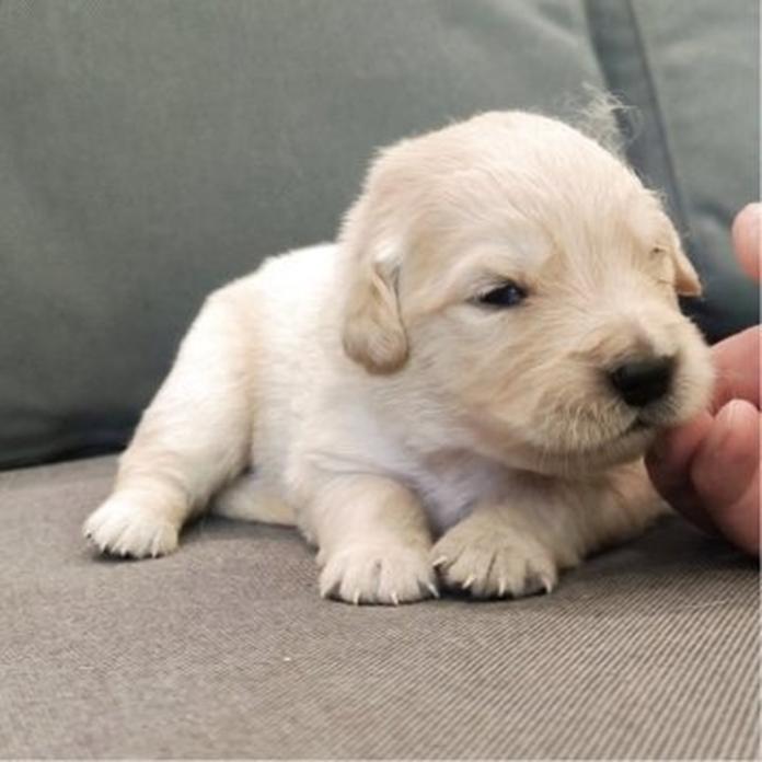 ゴールデンレトリバー(1613)の子犬情報