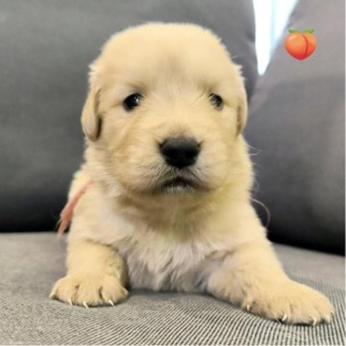 ゴールデンレトリバー(1750)の子犬情報