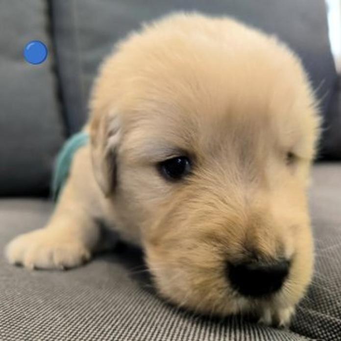ゴールデンレトリバー(1751)の子犬情報