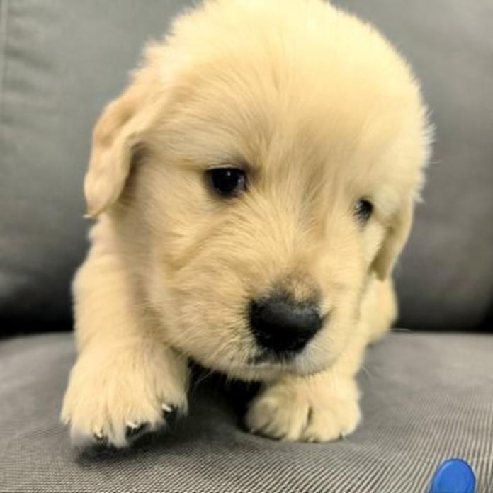 ゴールデンレトリバー(兵庫県・男の子・2026/07/08・ゴールド)の子犬情報! | 山内 康裕ブリーダー(1751)