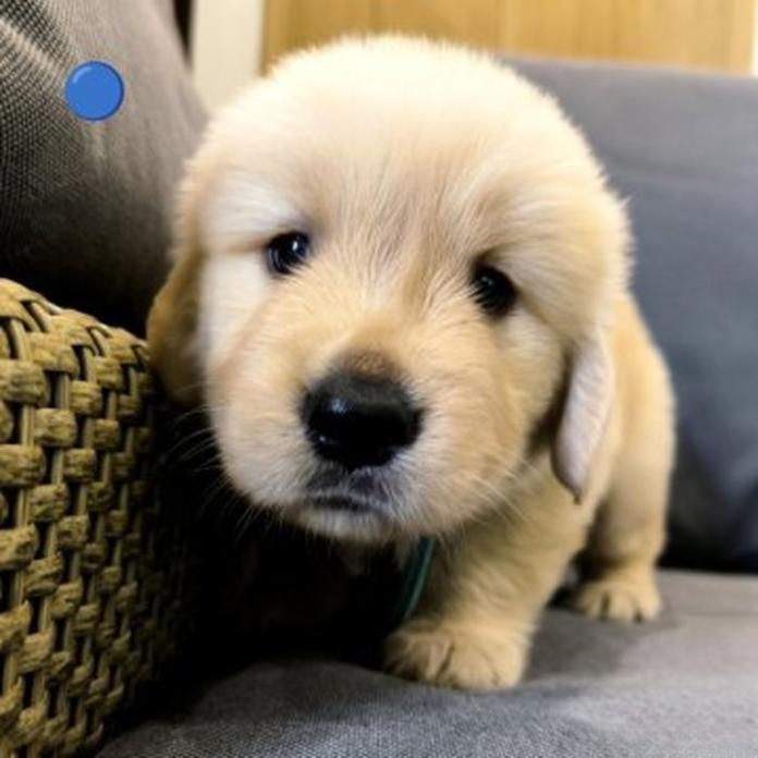 ゴールデンレトリバー(1751)の子犬情報