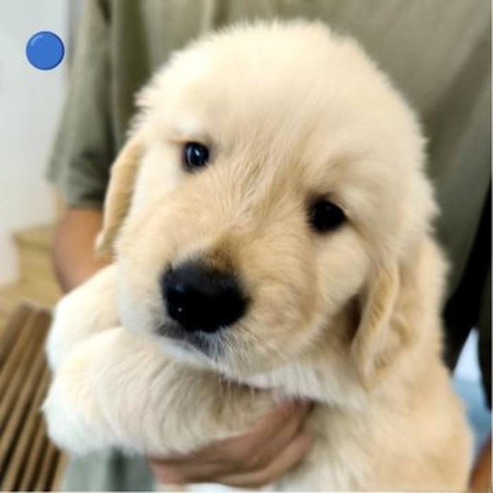 ゴールデンレトリバー(1751)の子犬情報