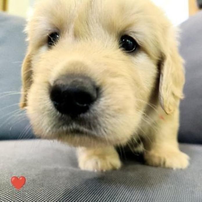ゴールデンレトリバー(1752)の子犬情報