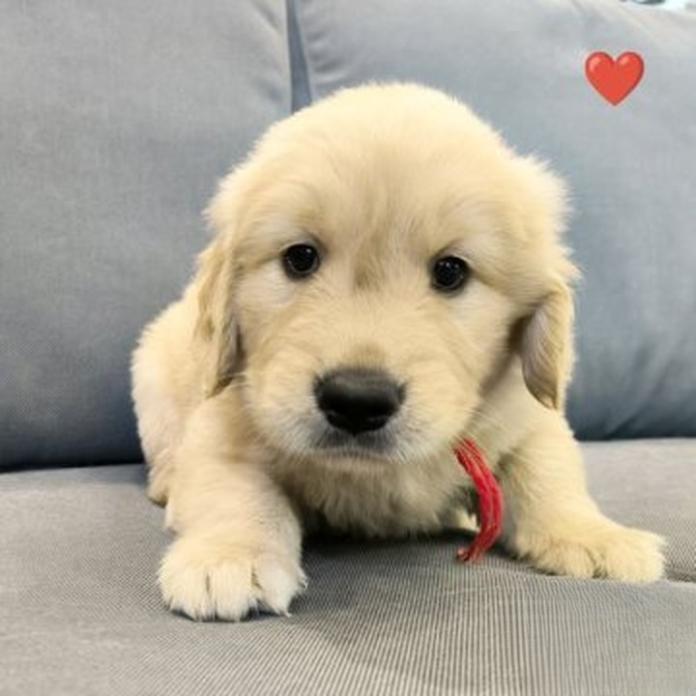 ゴールデンレトリバー(1752)の子犬情報
