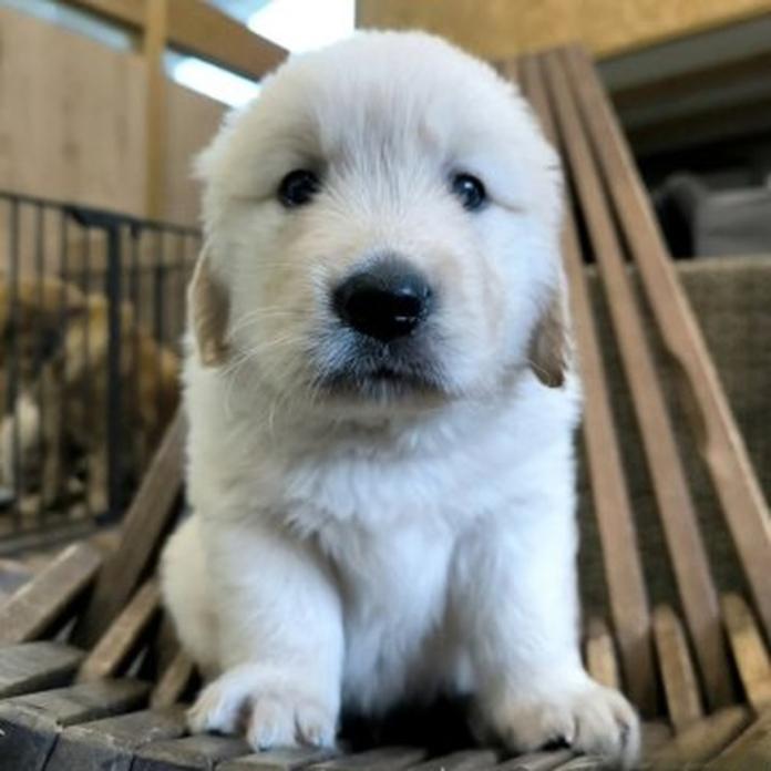 ゴールデンレトリバー(兵庫県・男の子・2026/08/14・ライトゴールド)の子犬情報! | 山内 康裕ブリーダー(1846)