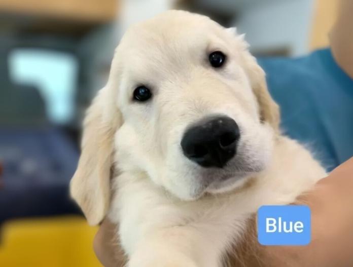 犬のプロフィール画像