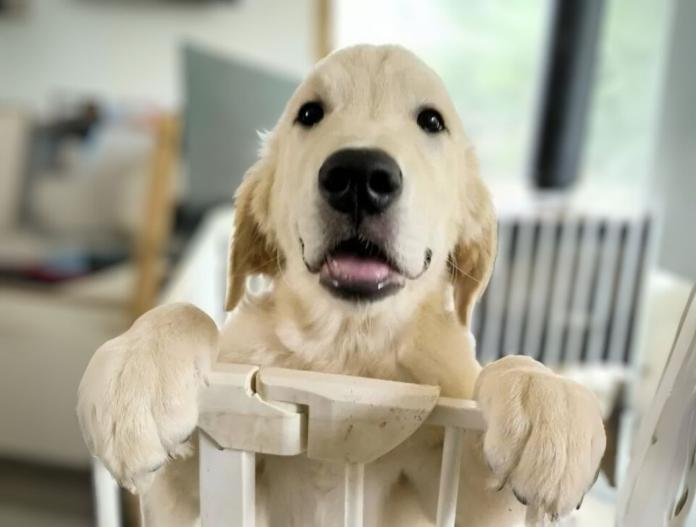 犬のプロフィール画像