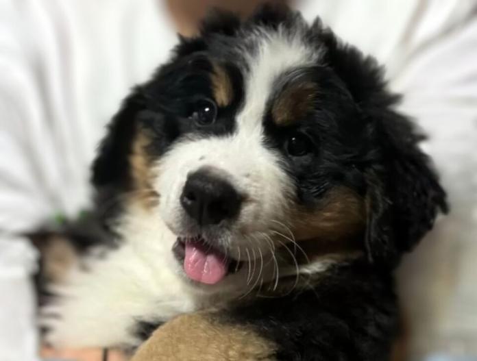 バーニーズ・マウンテン・ドッグ(愛知県・女の子・2024/06/22・ブラックラスト&ホワイト)の子犬情報! | 太田 幸枝ブリーダー(911)