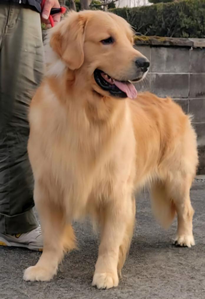 犬のプロフィール画像