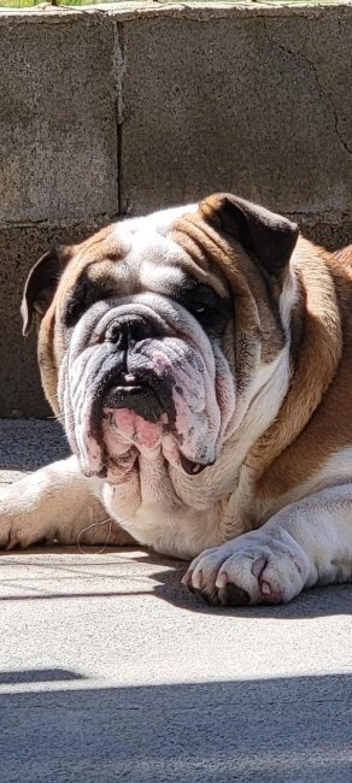 犬のプロフィール画像
