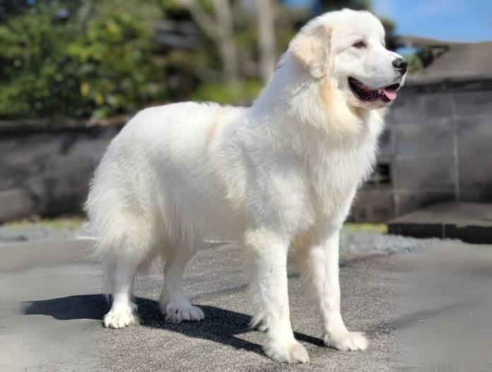 犬のプロフィール画像