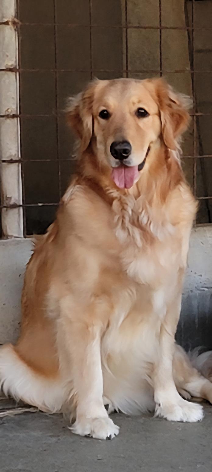 犬のプロフィール画像