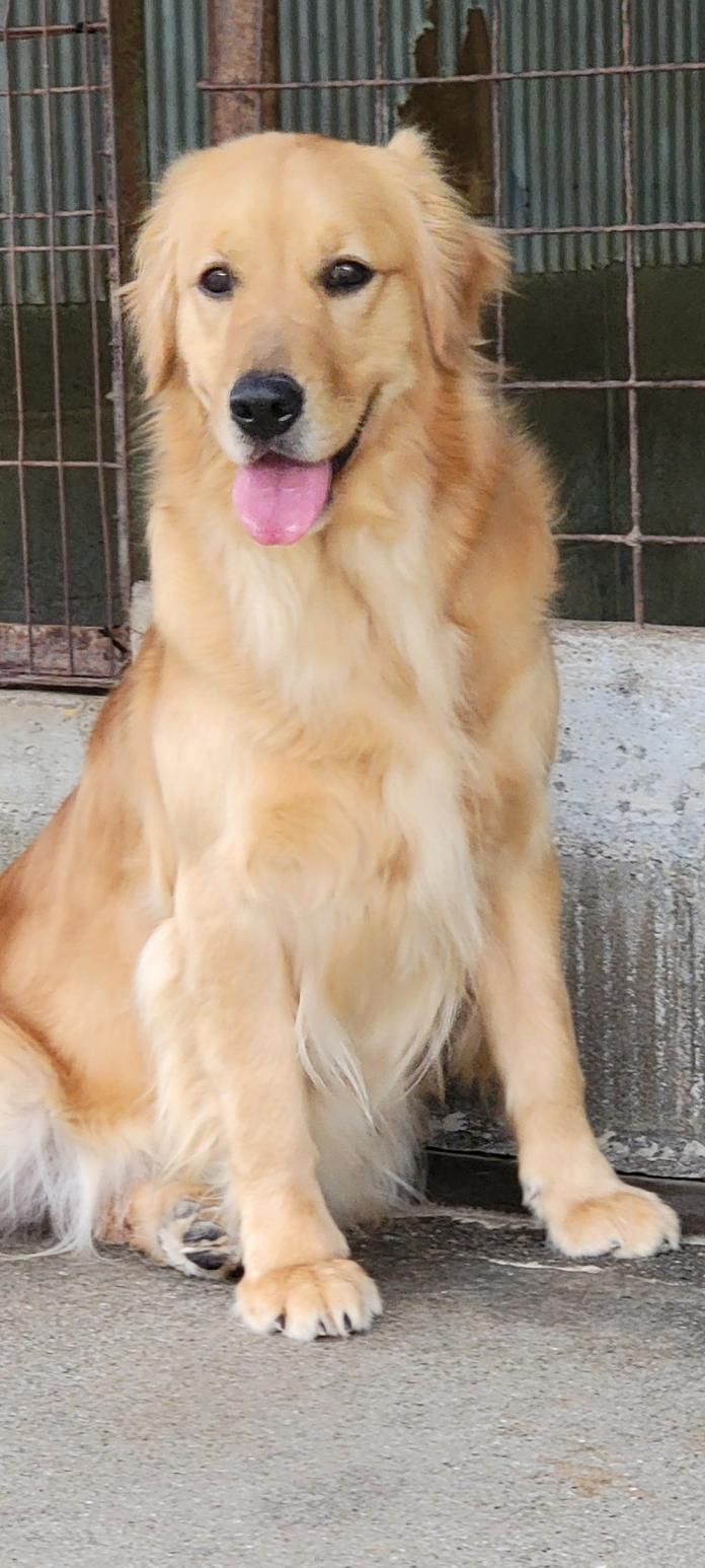 犬のプロフィール画像