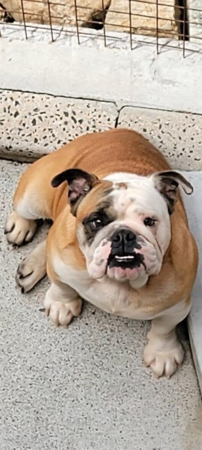 犬のプロフィール画像