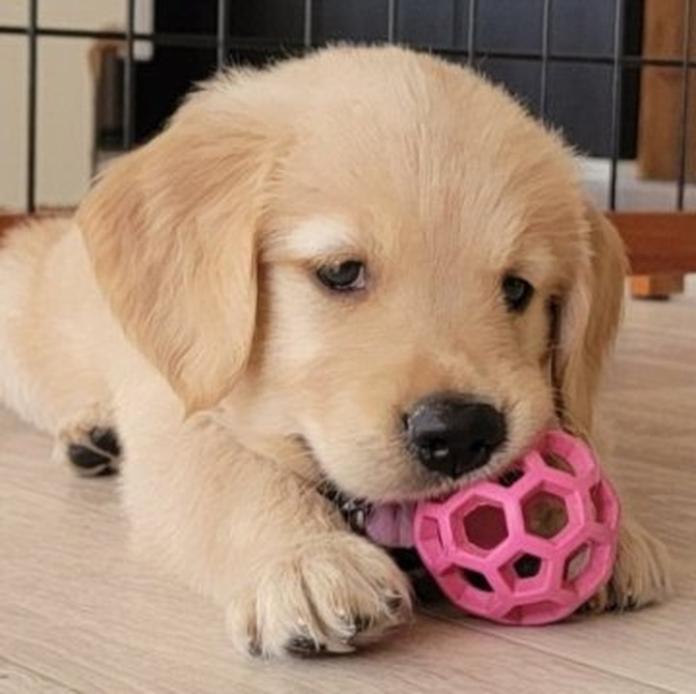 ゴールデンレトリバー(岡山県・男の子・2026/05/20・ゴールデン)の子犬情報! | 宮﨑 大策ブリーダー(1505)