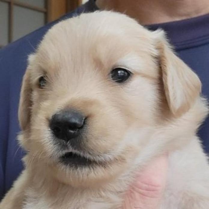 ゴールデンレトリバー(岡山県・男の子・2026/05/20・ゴールデン)の子犬情報! | 宮﨑 大策ブリーダー(1505)
