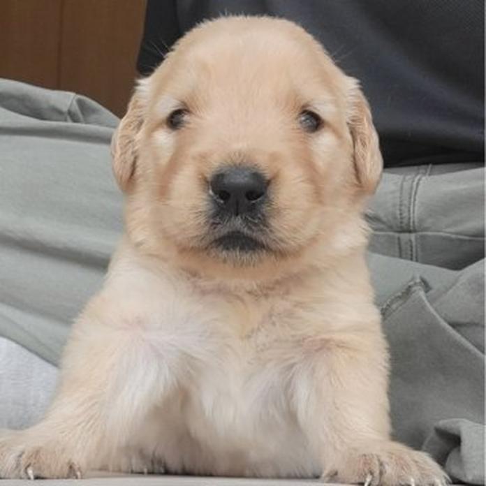 ゴールデンレトリバー(岡山県・男の子・2026/05/20・ゴールデン)の子犬情報! | 宮﨑 大策ブリーダー(1507)