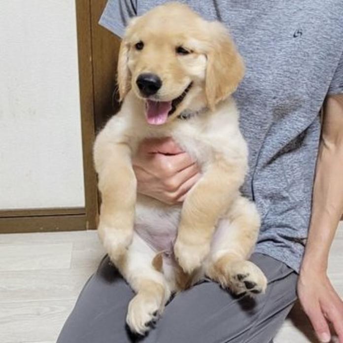 ゴールデンレトリバー(岡山県・男の子・2026/05/20・ゴールデン)の子犬情報! | 宮﨑 大策ブリーダー(1507)