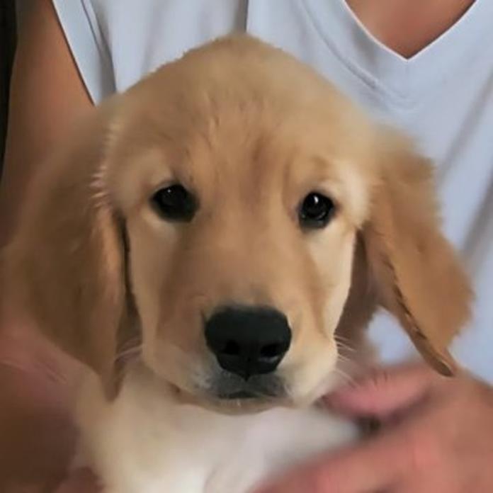 ゴールデンレトリバー(1507)の子犬情報