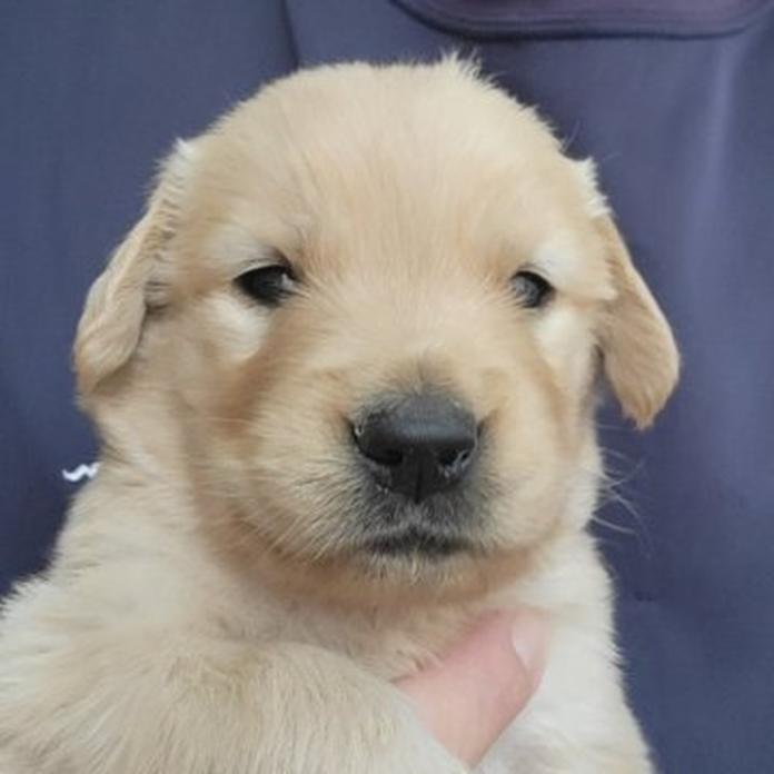 ゴールデンレトリバー(岡山県・男の子・2026/05/20・ゴールデン)の子犬情報! | 宮﨑 大策ブリーダー(1507)