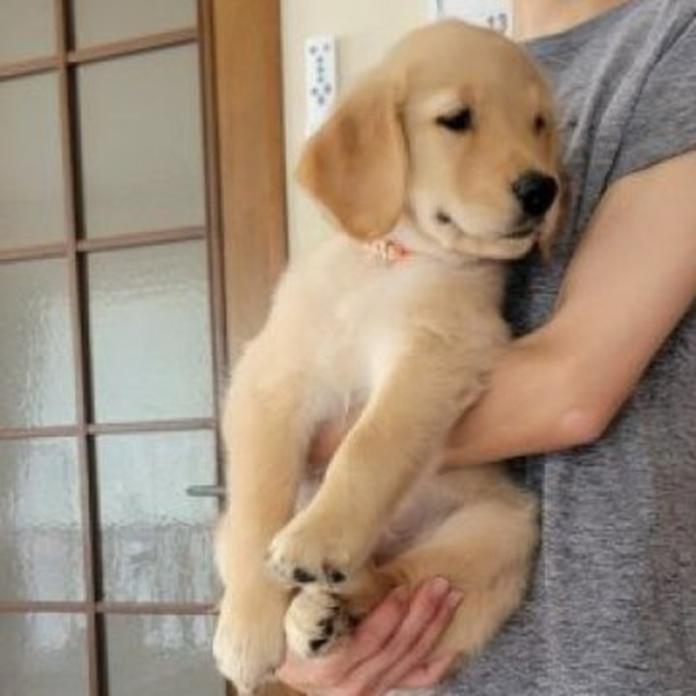 ゴールデンレトリバー(岡山県・女の子・2026/05/20・ゴールデン)の子犬情報! | 宮﨑 大策ブリーダー(1511)