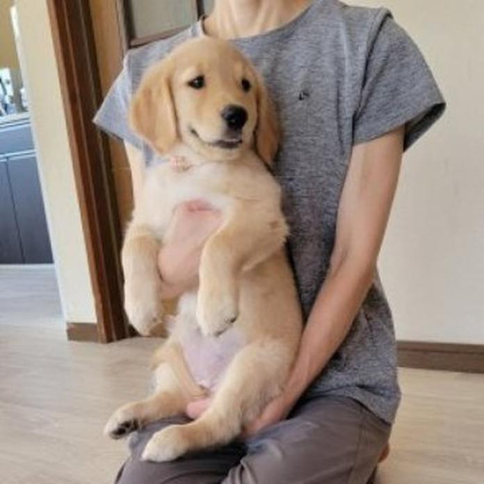ゴールデンレトリバー(岡山県・女の子・2026/05/20・ゴールデン)の子犬情報! | 宮﨑 大策ブリーダー(1511)