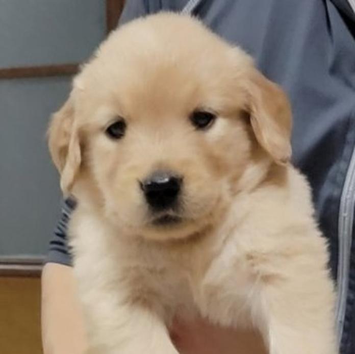 ゴールデンレトリバー(岡山県・女の子・2026/05/20・ゴールデン)の子犬情報! | 宮﨑 大策ブリーダー(1511)