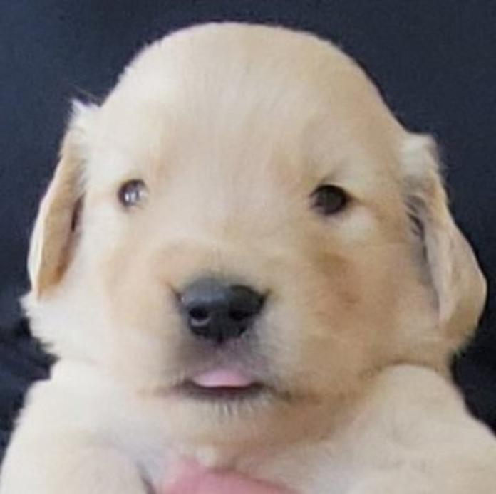 ゴールデンレトリバー(岡山県・男の子・2026/05/20・ゴールデン)の子犬情報! | 宮﨑 大策ブリーダー(1512)